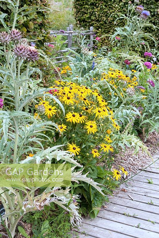 Border with Rudbeckia 'Marmalade' Cynara scolymus - Artichoke sheltered by hedges by boarded path