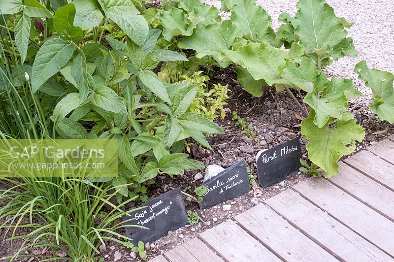 Arctium - Burdock, Ocimum tenuiflorum - Holy Basil and Glycine max- Yellow Soybean in the vegetable garden growing vegetables and herbs from around the world by path 