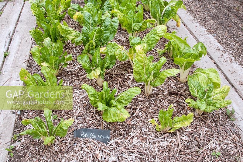 Beta vulgaris - Swiss chard growing in rows in bed mulched with bark chippings