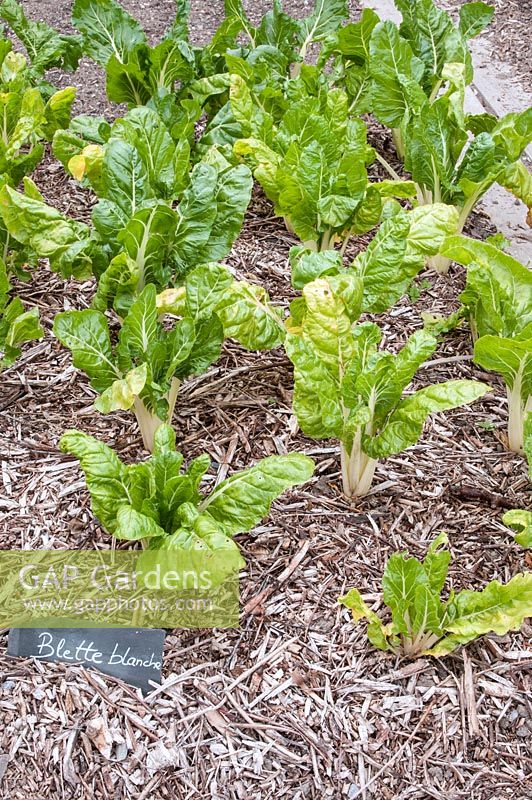 Beta vulgaris - Swiss chard growing in rows in bed mulched with bark chippings 