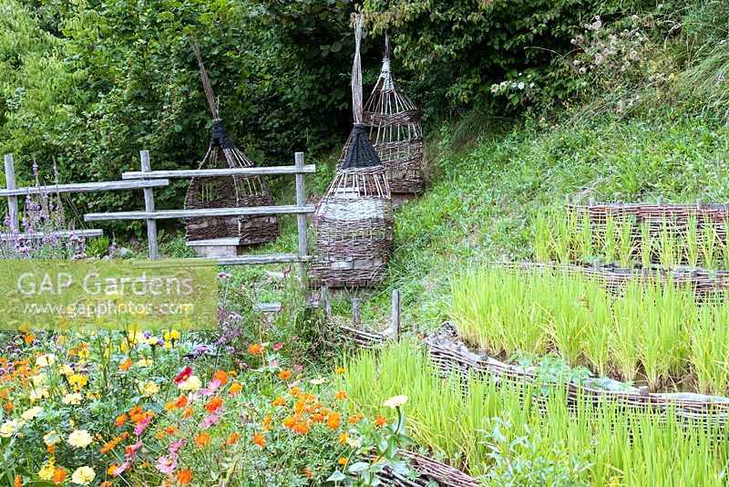 Rustic woven wicker seats, colourful border with Cosmos sulphureus 'Diablo',  Verbena bonariensis and Zinnia 'Envy' and  Oryza - Rice growing on a terrace. Jardin des Cimes, Chamonix, France. July 