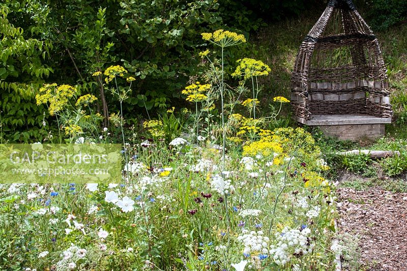 Rustic woven wicker and wooden seat backed by hedge by path and wildflower border with Foeniculum Fennel and papaver Centaurea cyanus - Cornflower, Malva and Ammi majus
