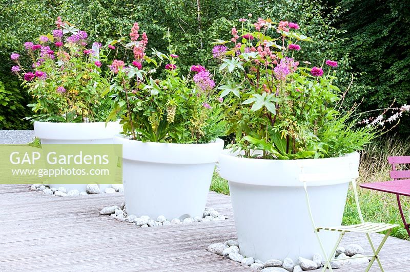 Large white pots with colour themed planting of Ricinus communis Eucomis Zinnia Gaura and Cleome on decking Jardin des Cimes, Chamonix, France. July