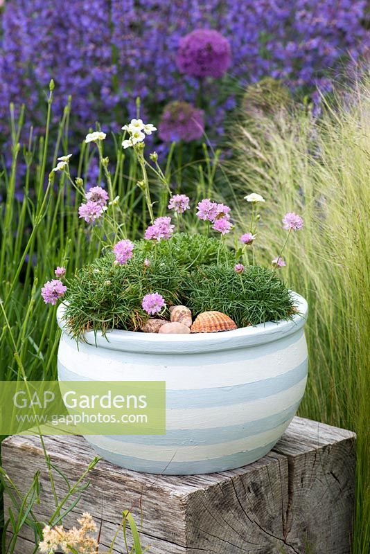 Terracotta pot painted in seaside themed colours. Planted with sea pinks and mossy saxifrage, and mulched with sea shells. Placed on oak cube, in contemporary setting of ornamental grasses.