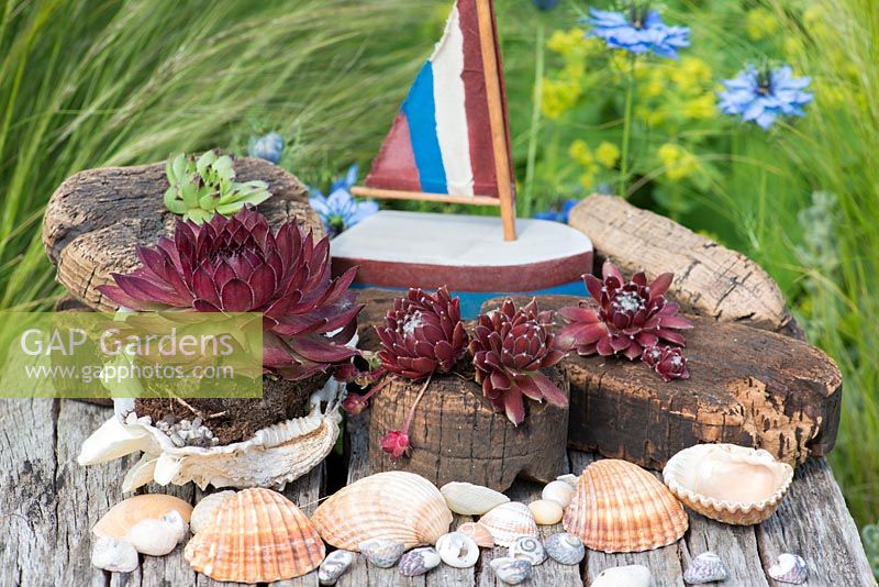 Succulents planted in seashells and salvaged cork in a contemporary coastal themed garden, with beachcombing finds.