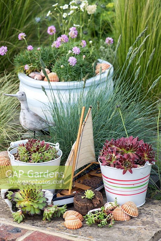 Succulents, festuca and see pinks in a contemporary seaside themed container garden, with beachcombing finds.