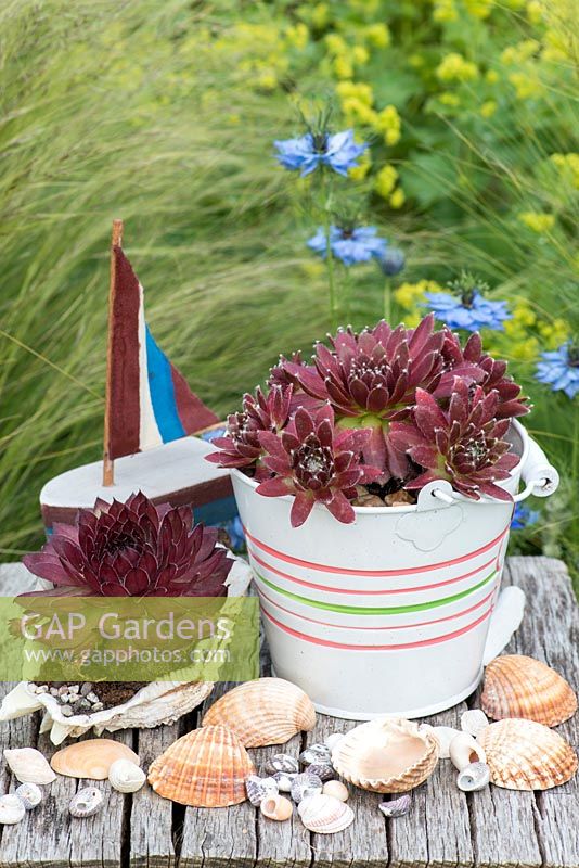 Succulents planted in seashells and salvaged cork in a contemporary coastal themed garden, with beachcombing finds