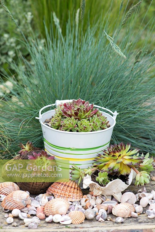 Succulents planted in a metal buckets, shells and cork in a contemporary seaside themed garden, with beachcombing finds