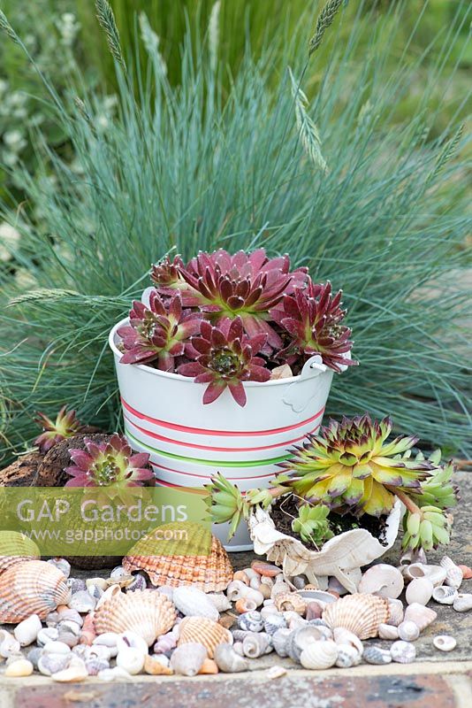 Succulents planted in a metal buckets, shells and cork in a contemporary seaside themed garden, with beachcombing finds