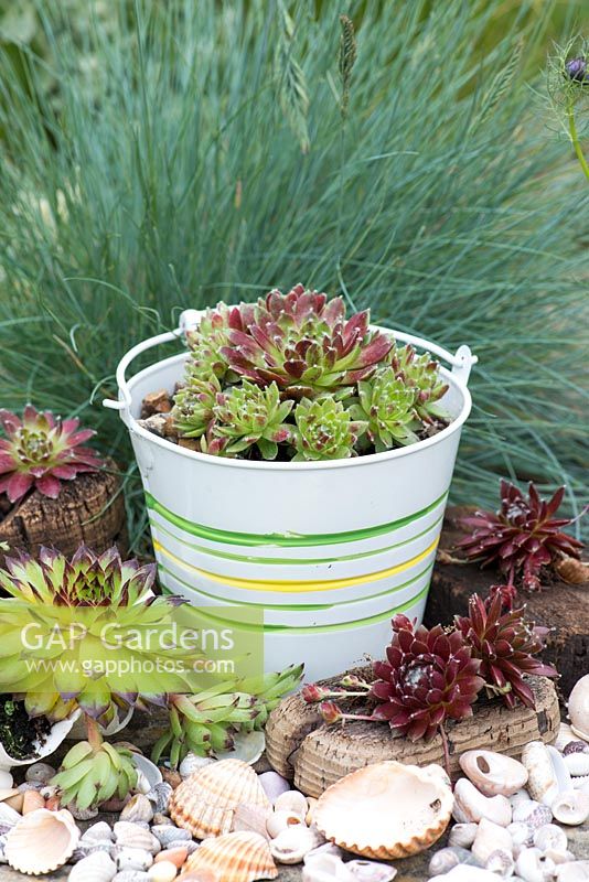 Succulents planted in a metal buckets, shells and cork in a contemporary seaside themed garden, with beachcombing finds.