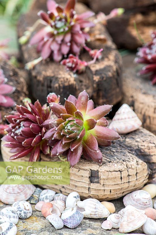 Succulents planted in cork salvaged from a beach.