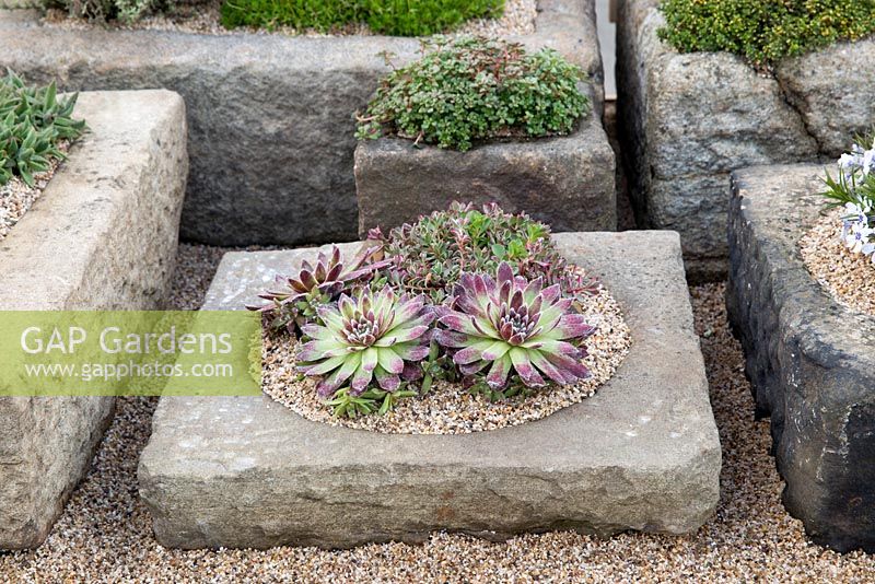 Sempervivums growing in rock garden - Cornerstone garden - Designer: Gareth Wilson Landscape and Gardening Services Ltd and Outer Spaces Design Ltd - RHS Malvern Spring Festival show 2015