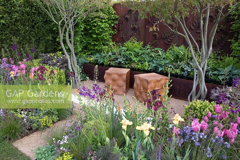 Multi stemmed Amelanchier growing out from gravel path, two oak cube wooden seats, rusted steel fern wall panel, planting of New pink Tulipa 'Caresse', Iris 'Red Zinger' and Iris 'Orange Harvest' , Ferns, Hosta, Verbascum and Buxus sempervirens, Hornbeam hedge, Constraining Nature garden - designed by Kate Durr Garden Design - Best Festival Garden award and a gold medal - RHS Malvern spring festival 2015