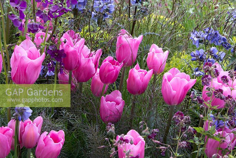 New pink Tulipa 'Caresse',  Constraining Nature garden - designed by Kate Durr Garden Design - Best Festival Garden award and a gold medal - RHS Malvern spring festival 2015