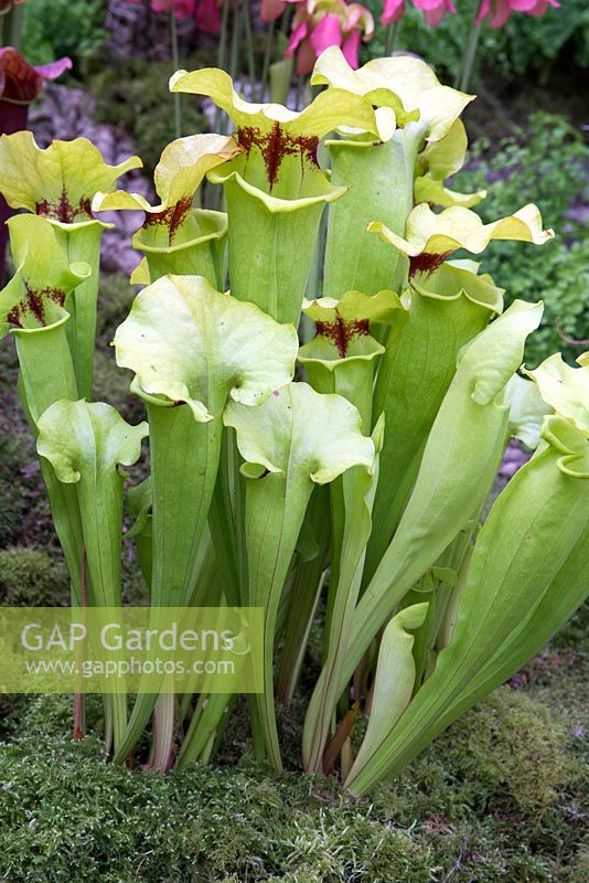 Sarracenia flava 'Cut Throat', Hampshire Carniverous plants stand, Malvern Spring garden festival 2015