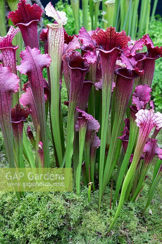 Sarracenia x 'Juthatip Soper', Hampshire Carniverous plants stand, Malvern Spring garden festival 2015