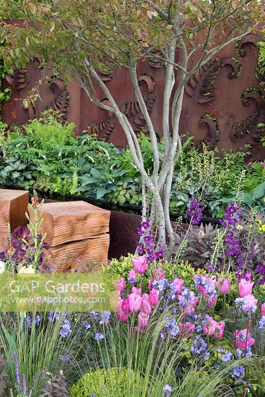 Multi stemmed Amelanchier, oak cube wooden seats, rusted steel fern wall panel, planting of New pink Tulipa 'Caresse', Ferns, Hosta, Verbascum and Buxus sempervirens, Constraining Nature garden - designed by Kate Durr Garden Design - Best Festival Garden award and a gold medal - RHS Malvern spring festival 2015