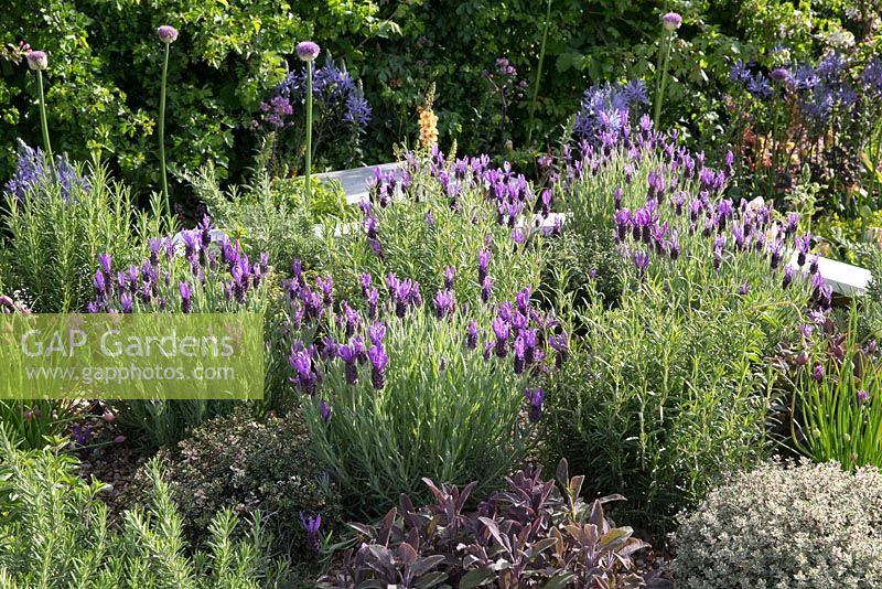 French lavender, alliums, thyme, sage, rosemary, culinary herbs, The Bees Knees silver gilt, designed by Martyn Wilson. Malvern spring Festival RHS show 2015