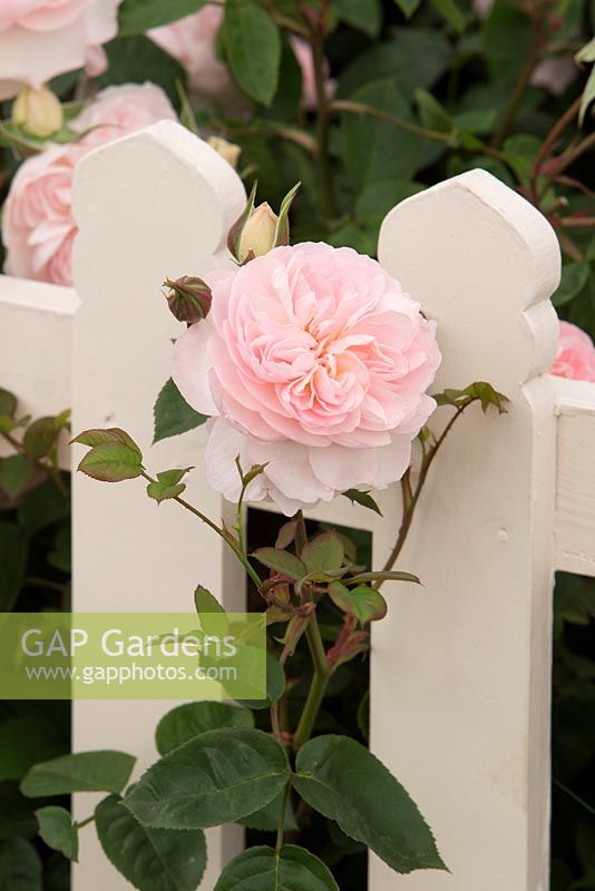 Rosa 'Gentle Hermione', English rose growing through garden white picket fence