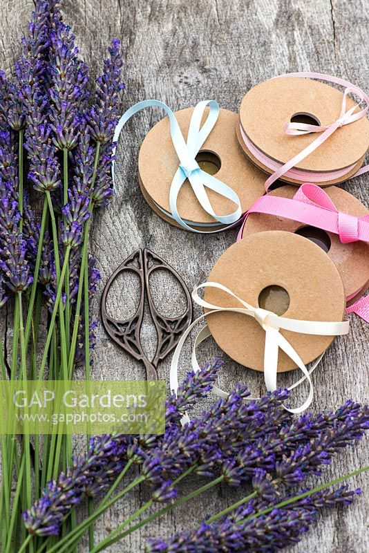 Making a lavender wand step by step. Materials: scissors, stems of lavender 25 to 30cm long, ribbons