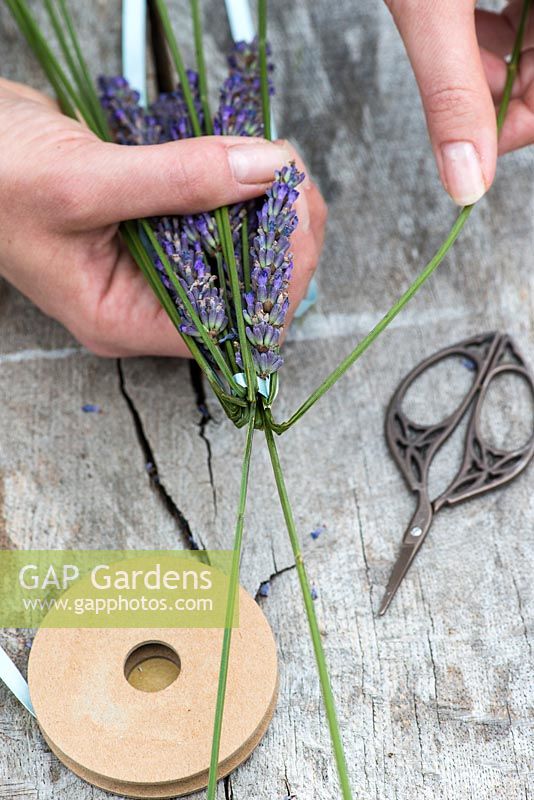 Making a lavender wand step by step. Hold the bunch of flowers with the stems pointing away. Carefully fold back the stems at regular intervals, to form a cage round the flowers.