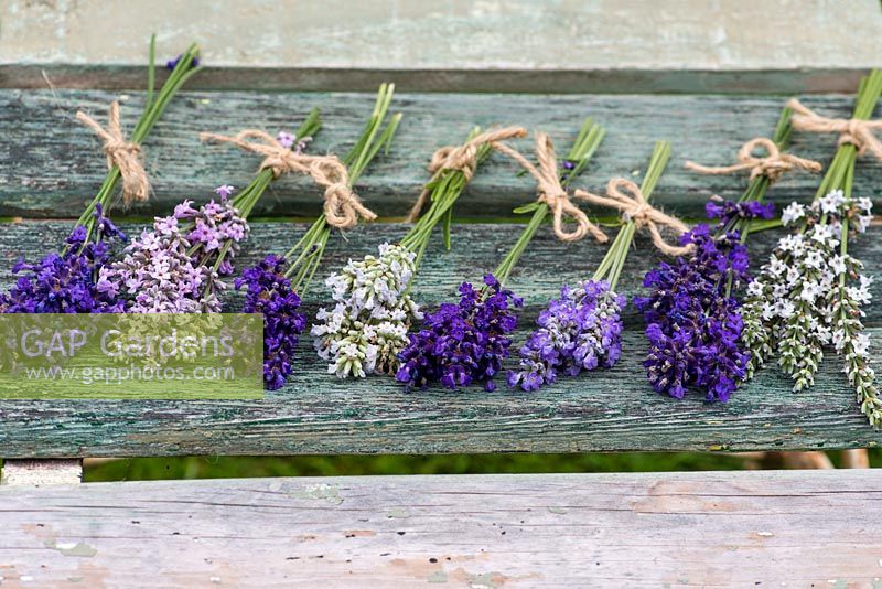 Sprigs of lavender, left to right: 'Folgate', 'Miss Katherine', Imperial Gem', 'Nano Alba', 'Hidcote', 'Blue Ice', 'Beechwood Blue' and 'Edelweiss'. All angustifolias except L x intermedia 'Edelweiss