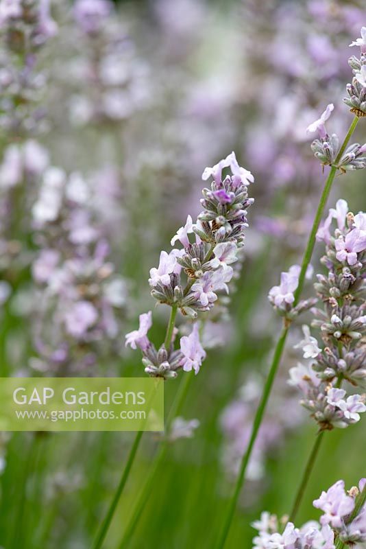 Lavandula angustifolia 'Miss Katherine', English lavender