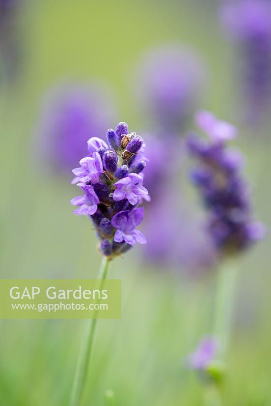 Lavandula angustifolia 'Elizabeth', English lavender