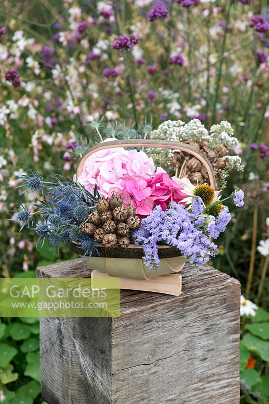 Cut garden flowers suitable for drying - hydrangeas, statice, gypsophila, sea holly and coneflowers, with dried seedheads of poppies and love-in-the-mist.