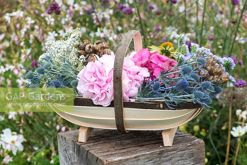 Cut garden flowers suitable for drying  hydrangeas, statice, gypsophila, sea holly and coneflowers with dried seedheads of poppies and love-in-the-mist.