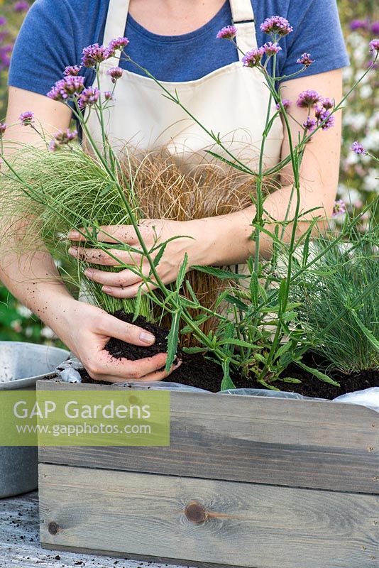 Step by step planting a drought tolerant box: Step 8: Add earth around the Carex 'Frosted Curls'