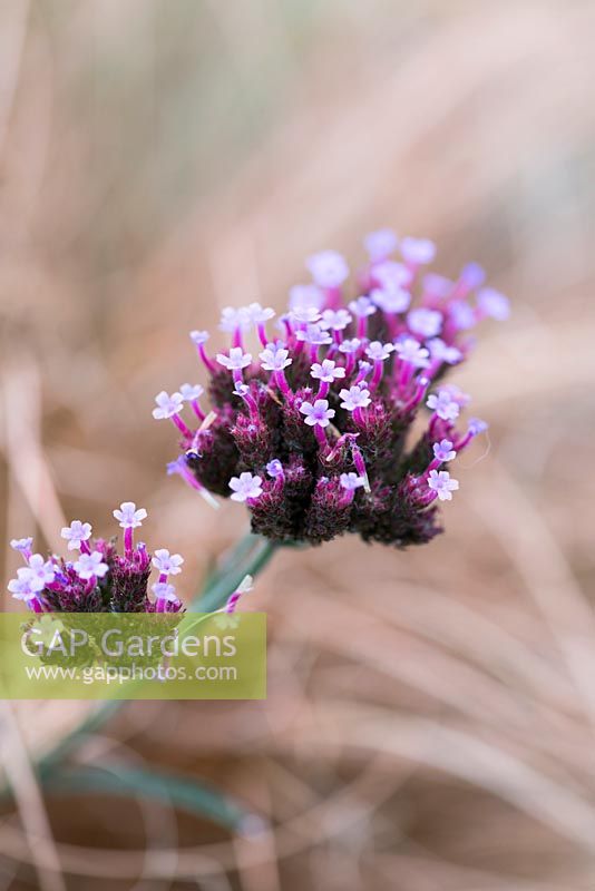 Verbena bonariensis 'Lollipop', a dwarf form of the perennial that bears purple flowers from summer until winter.