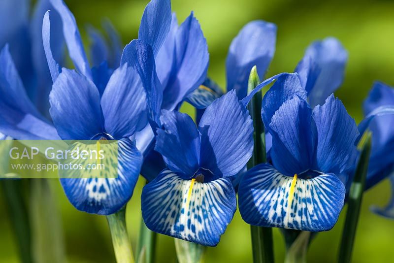 Iris reticulata 'Lady Beatrix Stanley'