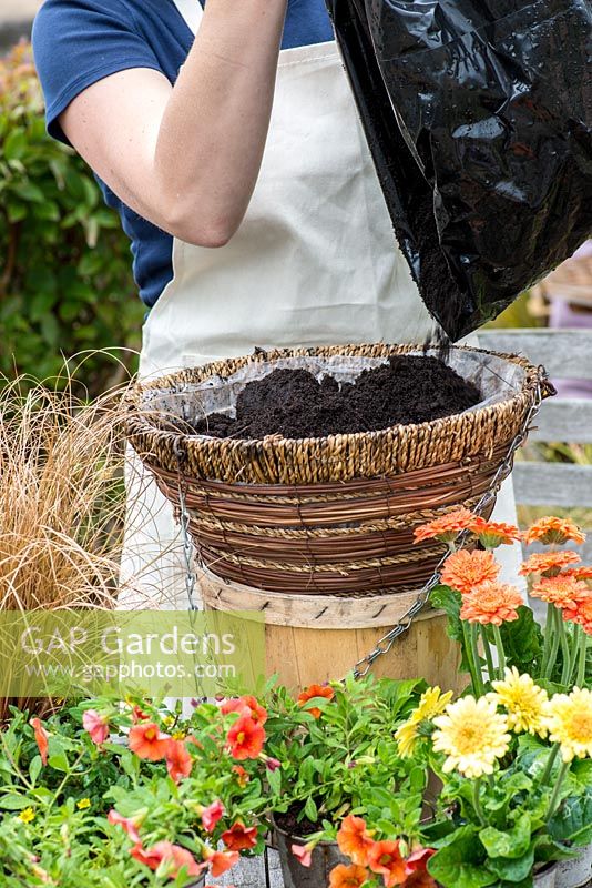 Planting a hot summer hanging basket step by step. Fill the deep cone shaped hanging basket with potting compost.