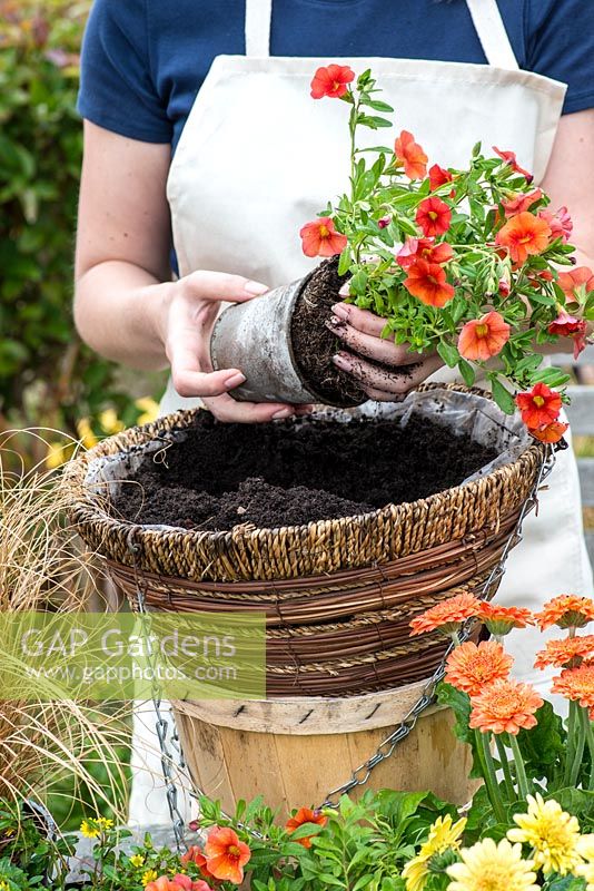 Planting a hot summer hanging basket step by step. Plant Calibrachoa 'Million Bells Crackling Fire' towards the edge of the basket so it can trail over.