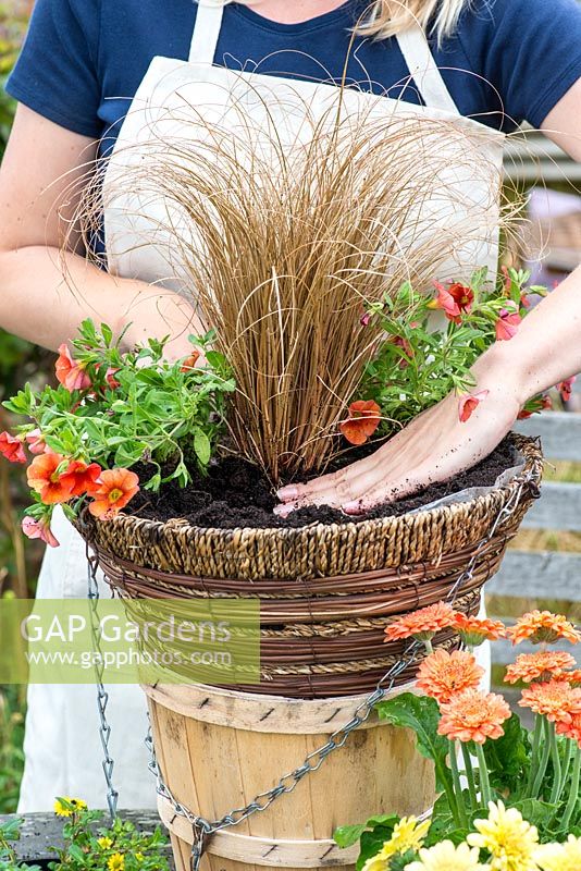 Planting a hot summer hanging basket step by step. Plant the tallest plant, Carex comans 'Bronze', in the centre.