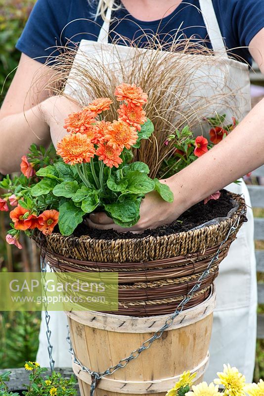Planting a hot summer hanging basket step by step. Plant the Gerberas alongside the ornamental grass.