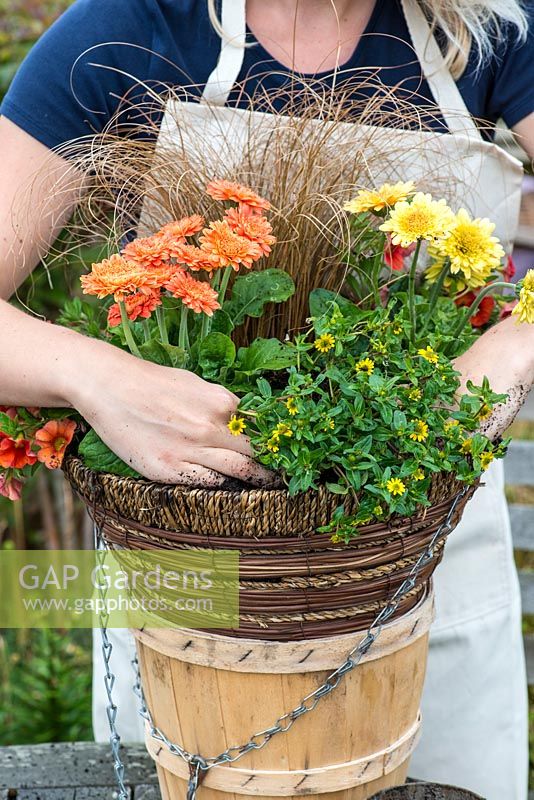 Planting a hot summer hanging basket step by step. Plant the Mexican creeping zinnia, Sanvitalia procumbens, by the edge of the basket so it can trail.