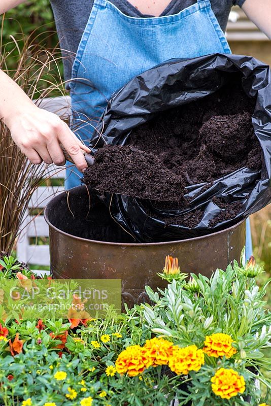 Planting a copper pot with hot coloured plants. Fill with potting compost.