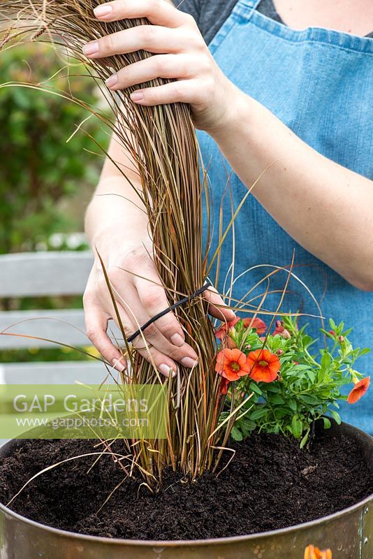 Planting a copper pot with hot coloured plants. Carefully tie the Carex grass with a rubber band to make space for planting and to protect it.