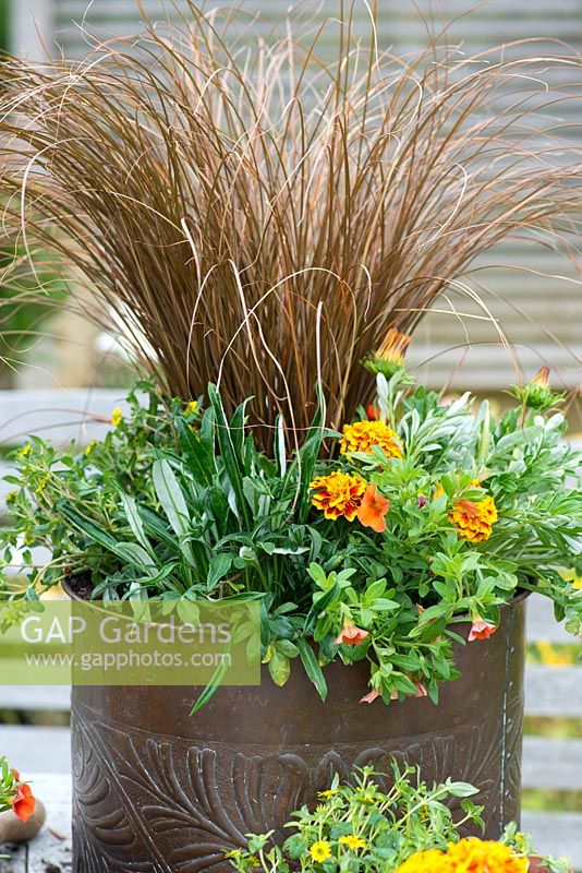 Planting a copper pot with hot coloured plants. The finished container planted with Calibrachoa 'Million Bells Crackling Fire', French marigolds, Sanvitalia procumbens, Gazania 'Gazoo Orange', Gazania 'Gazoo Clear Yellow' and Carex comans 'Milk Chocolate'.