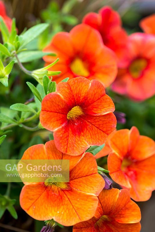 Calibrachoa 'Million Bells Crackling Fire', trailing plant, flowering from July