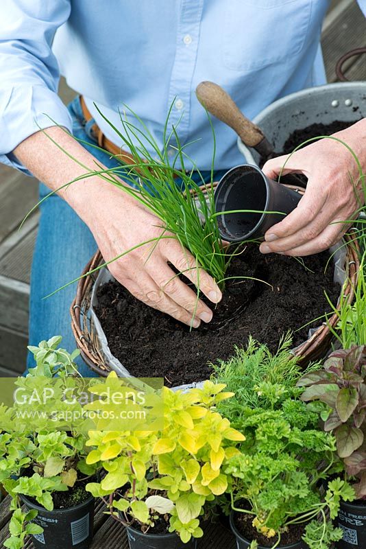 Planting a herb hanging basket step by step. Place the tallest herb, the chives, in the centre of the basket.
