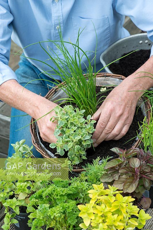 Planting a herb hanging basket step by step. Place smaller and trailing herbs such as oregano around the edge.