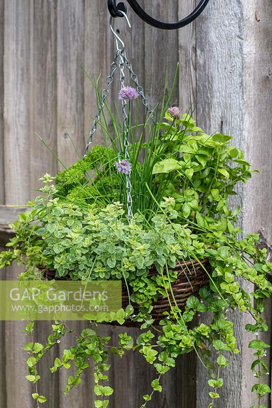 Herb hanging basket planted with trailing Indian mint - Satureja douglasii, chives, French parsley, moss curled parsley, basil and oregano 'Country Cream'.