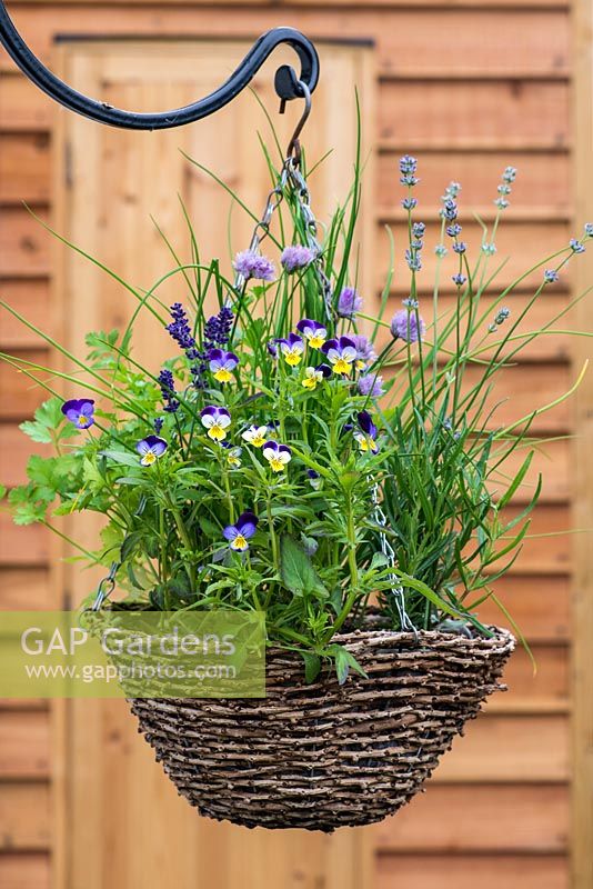 Herb hanging basket planted with heartsease - Viola tricolor, chives, French parsley, rosemary and lavenders.