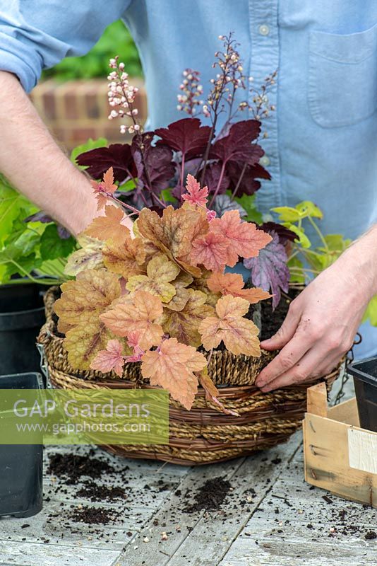 Planting a foliage hanging basket. On another side, plant trailing Heucherella 'Redstone Falls'.