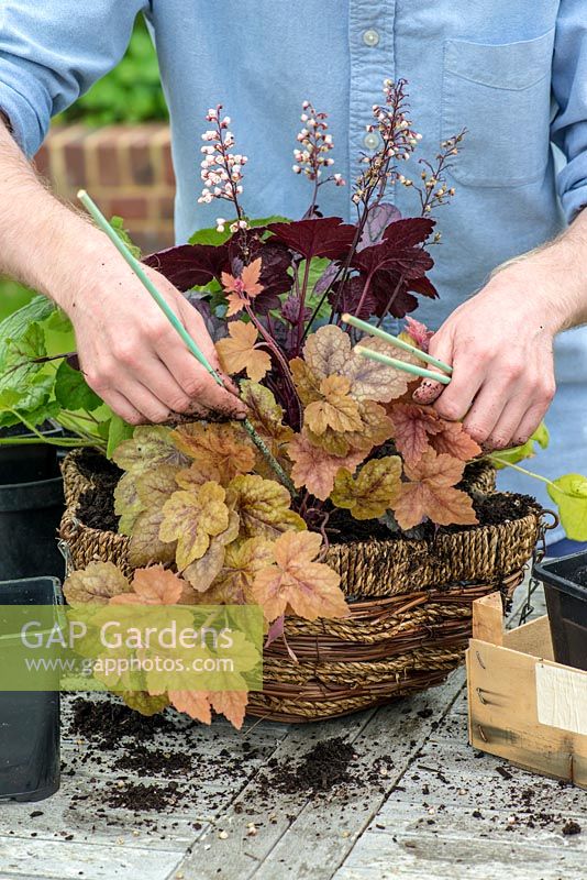 Planting a foliage hanging basket. Insert short rods to support trailing heucherellas whilst they establish.