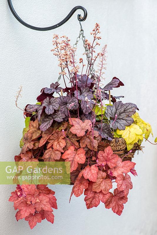 Foliage hanging basket with Heuchera 'Shanghai' in the middle, edged by trailing Heucherellas 'Glacier Falls', Redstone Falls' and 'Yellowstone Falls.'