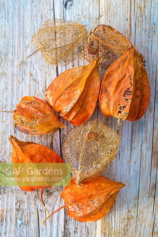 Physalis alkekengi - Chinese lantern seed cases on a wooden background